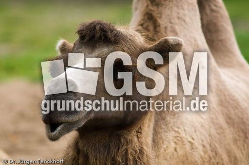 Kamel (25 von 108).jpg